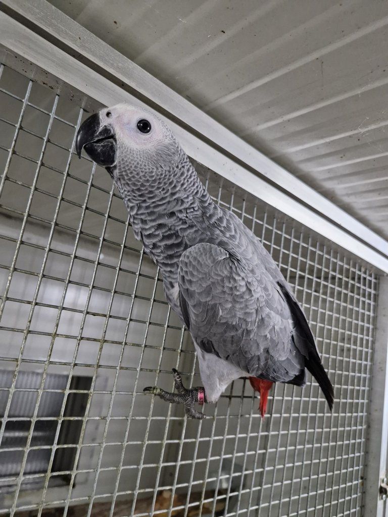 Graupapageien verfügbar