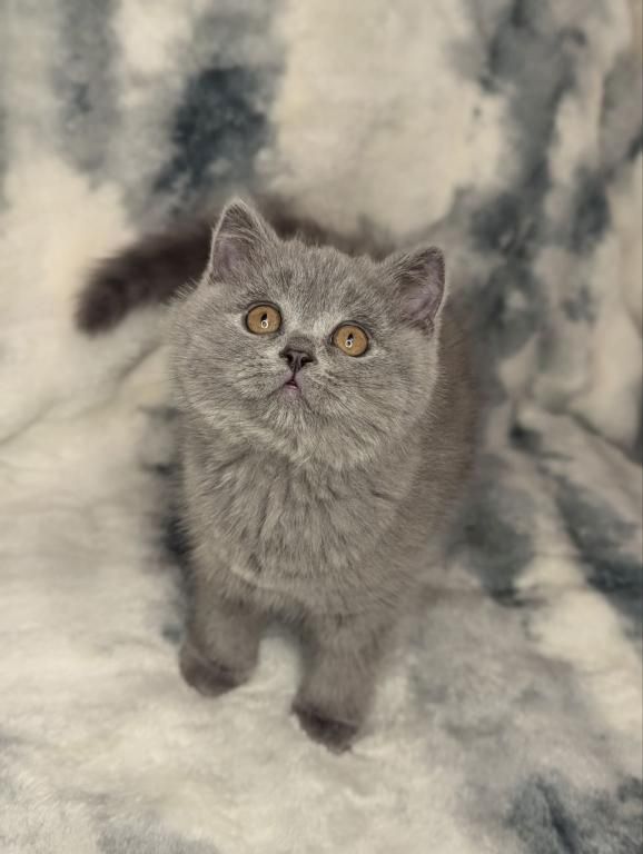 Wunderschöne Britisch Kurzhaar Kätzchen