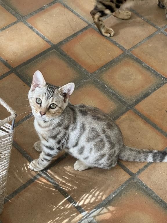 Wunderschöne Bengal-Kätzchen