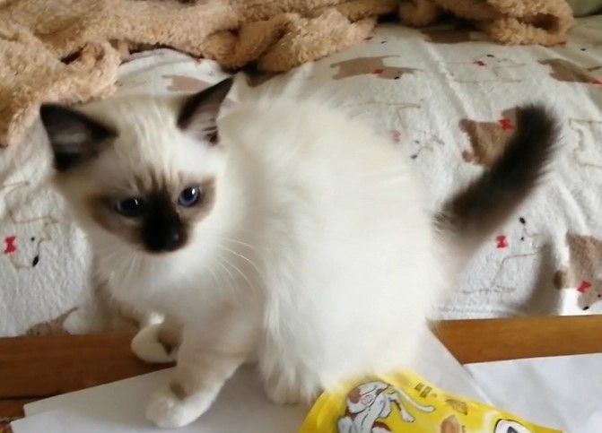 Wunderschöne Birma-Kätzchen zu verkaufen
