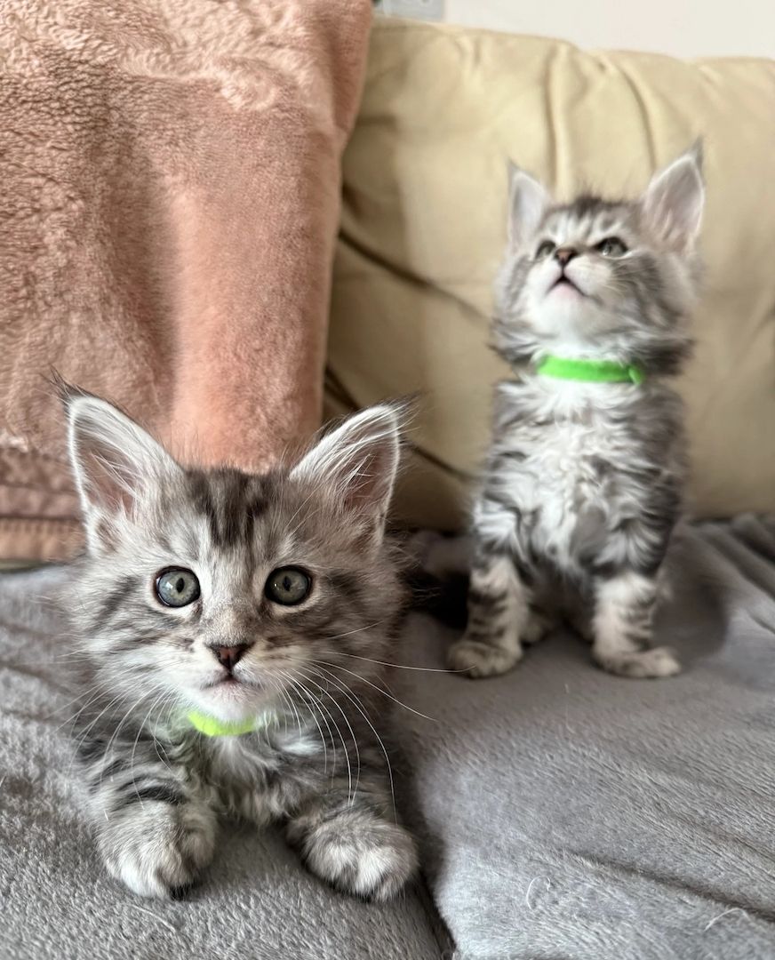 Maine-Coon-Kätzchen zu verkaufen