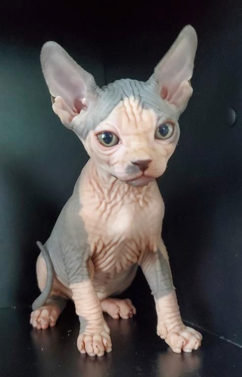 Sphynx-Kätzchen zu verkaufen