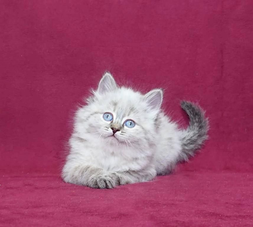 Sibirische Kätzchen zu verkaufen