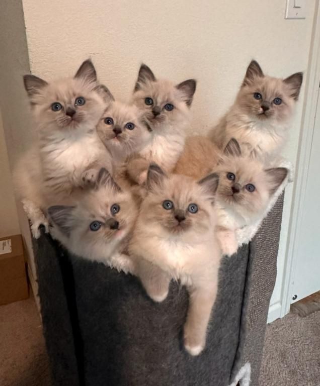 Ragdoll-Kätzchen zu verkaufen