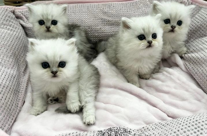 Munchkin Kätzchen zu verkaufen