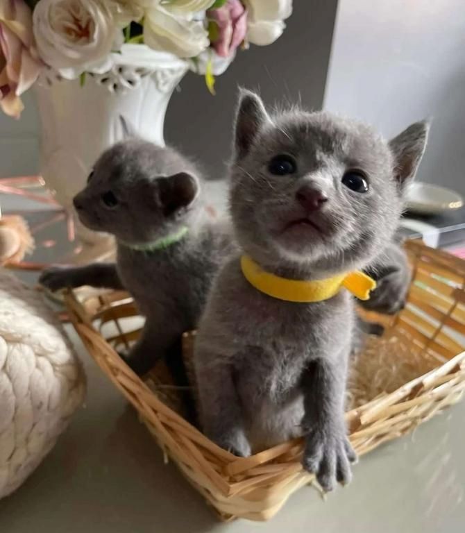 Russisch Blau Kätzchen zu verkaufen