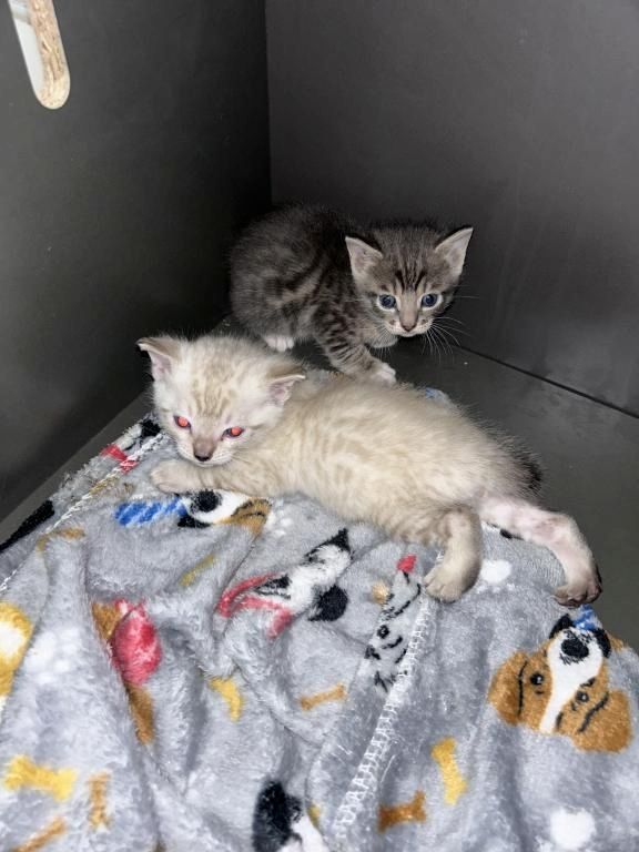 Bengal-Kätzchen zu verkaufen Bengal-Kätzchen zu verkaufen