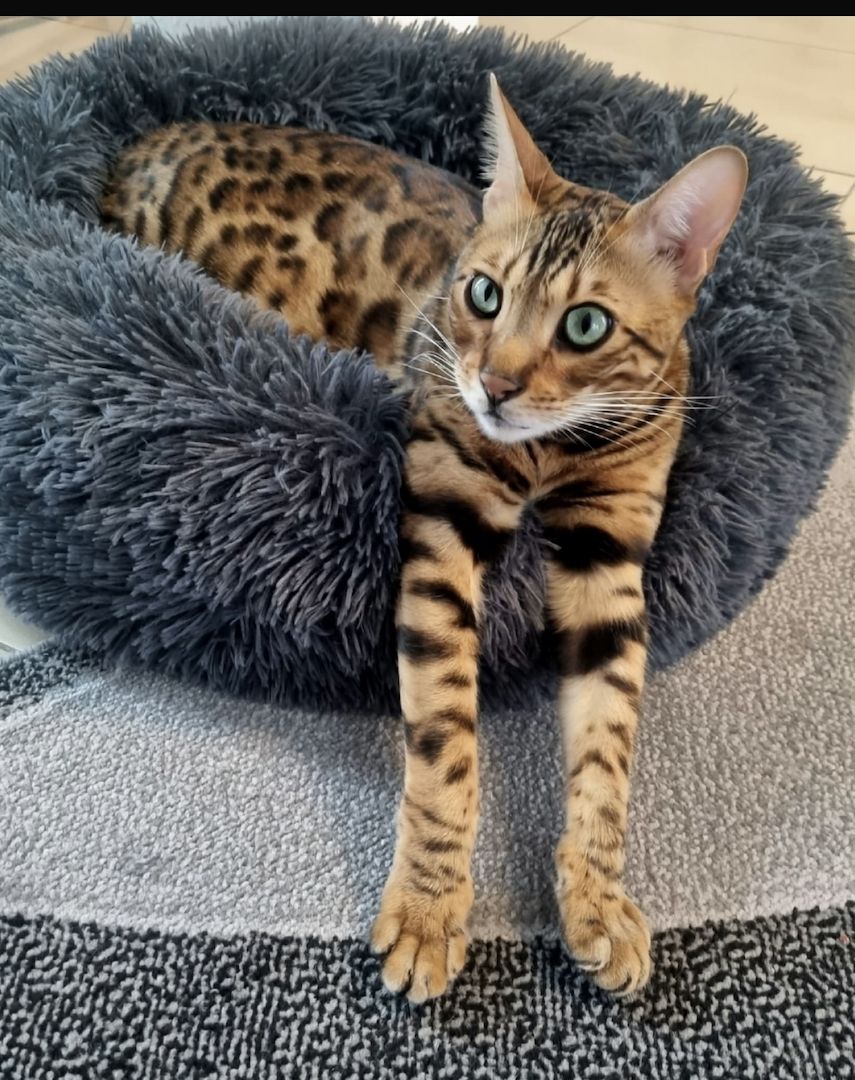Bengalkater mit Stammbaum