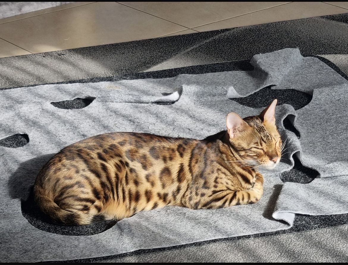 Bengalkater mit Stammbaum
