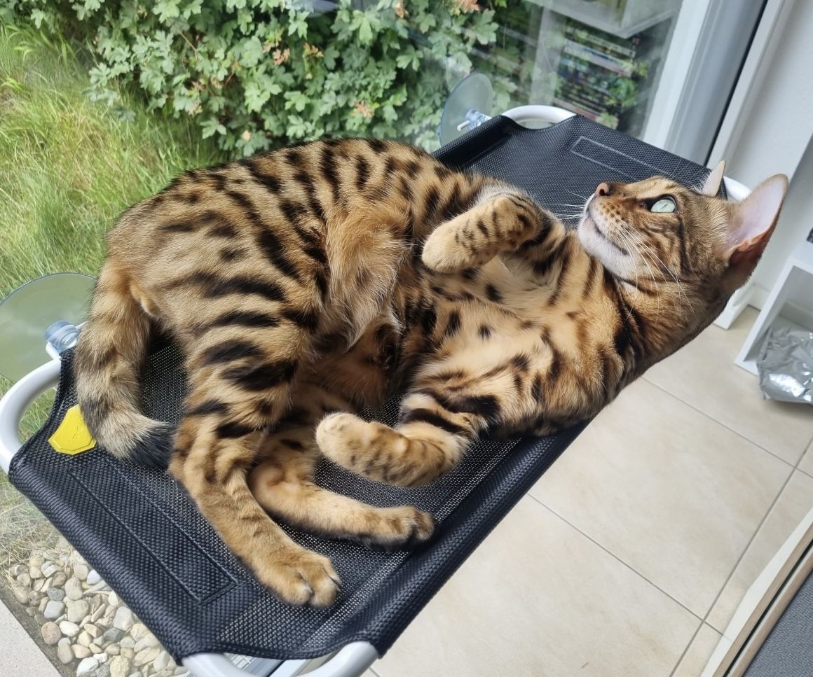 Bengalkater mit Stammbaum