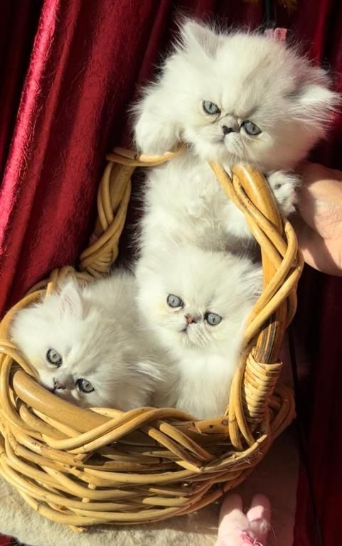 Perserkätzchen zu verkaufen