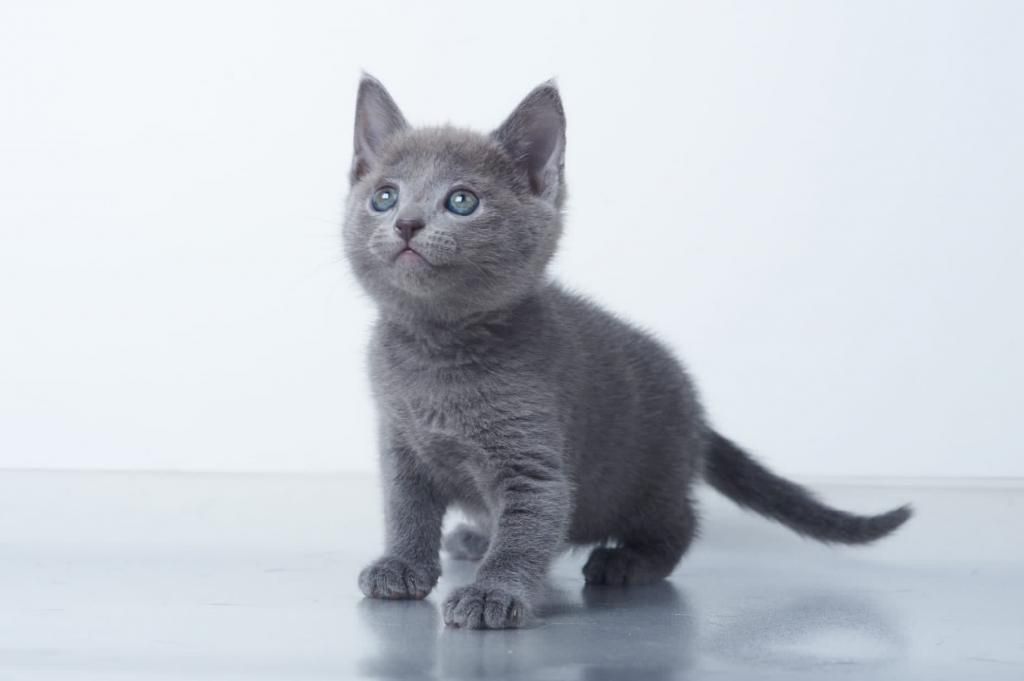 Russisch Blau Kätzchen zu verkaufen