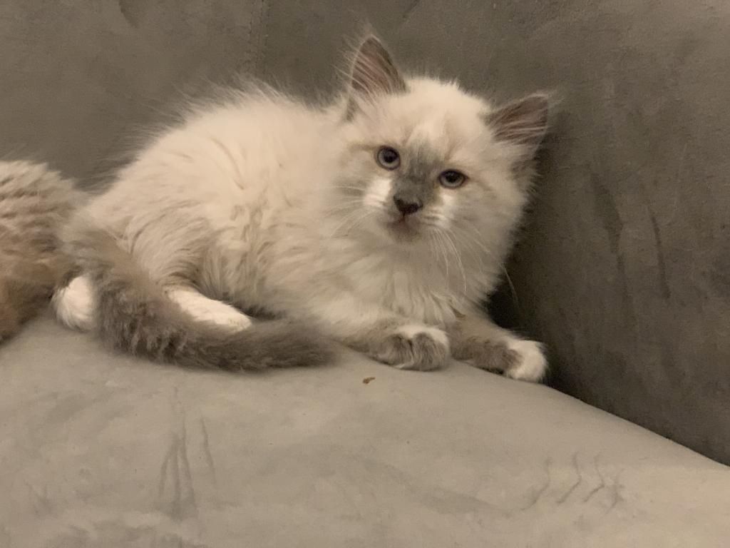 Birma-Kätzchen zu verkaufen