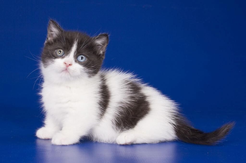 Munchkin-Kätzchen zu verkaufen