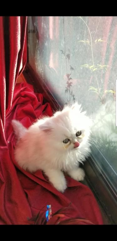 Perserkätzchen zu verkaufen