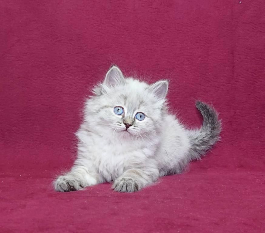 Sibirische Kätzchen zu verkaufen