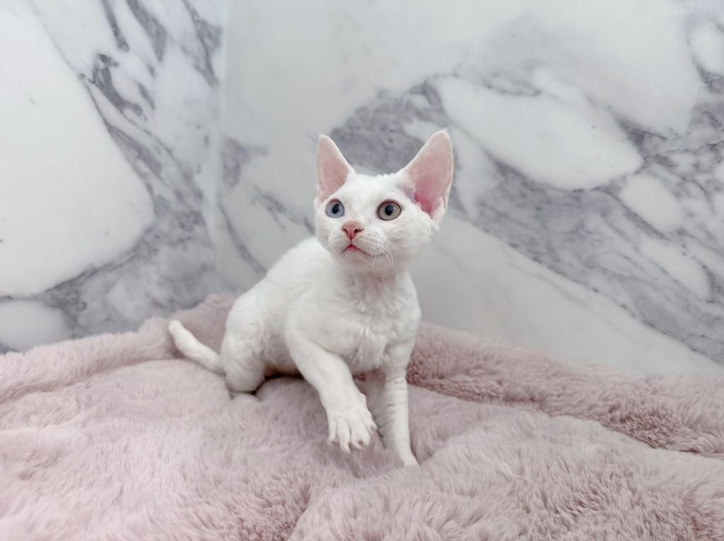 Devon Rex Kätzchen