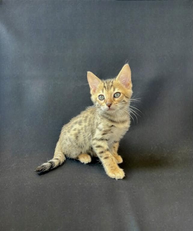 Bengal-Kätzchen Bengal-Kätzchen