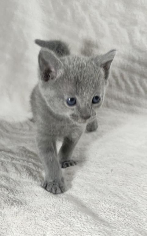 Russisch Blau Kätzchen