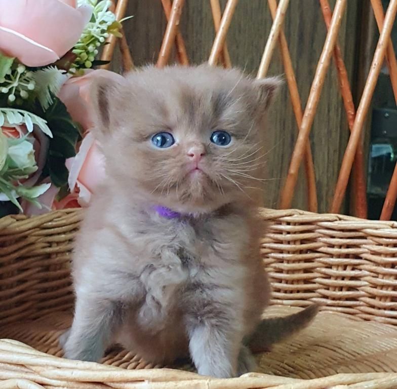 Britisch Kurzhaar Kätzchen