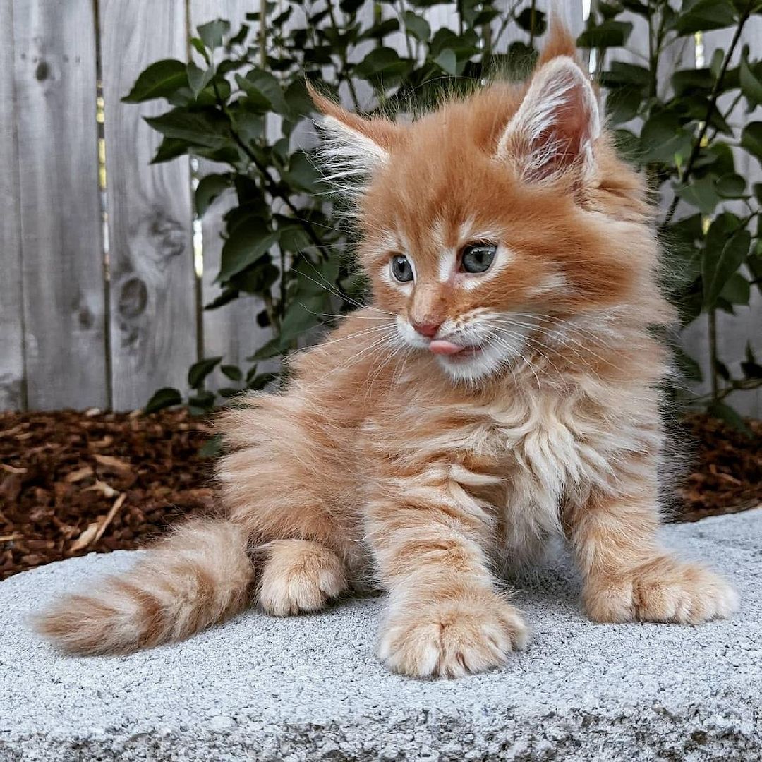 Maine-Coon-Kätzchen
