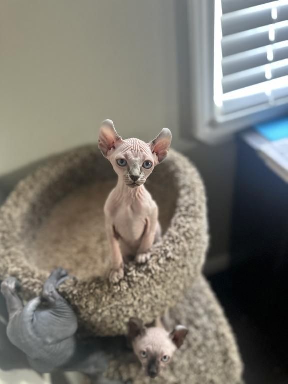 Sphynx-Kätzchen