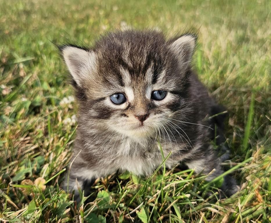 sibirisches Kätzchen