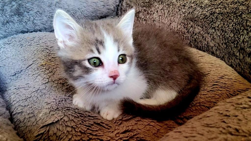 Munchkin-Kätzchen