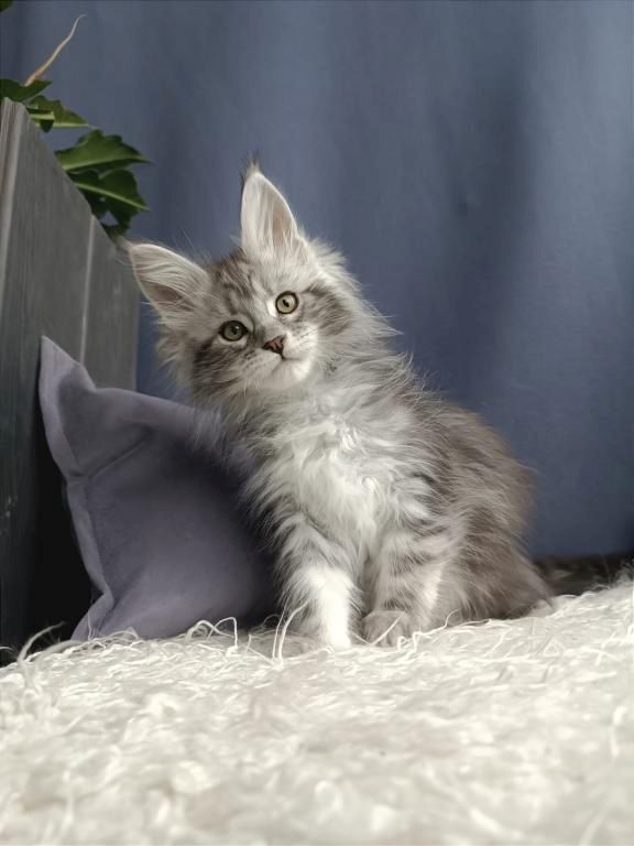 Maine-Coon-Kätzchen