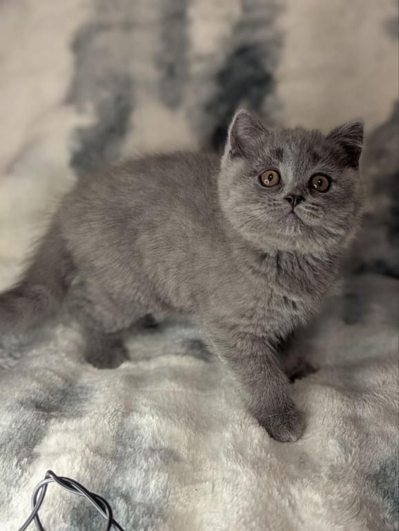 Britisch Kurzhaar Kätzchen