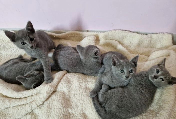 Russisch Blau Kätzchen