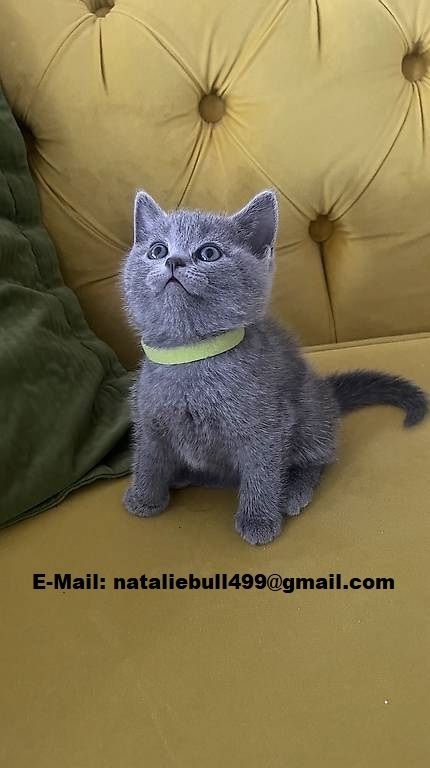 Britisch Kurzhaar Kätzchen. Britisch Kurzhaar Kätzchen.