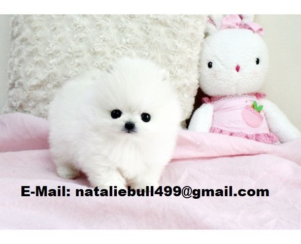 MINI POMERANIAN ZWERGSPITZ w