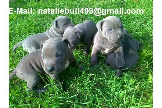 American Blue-Line Pit Bull Terrier Welpen . American Blue-Line Pit Bull Terrier Welpen .