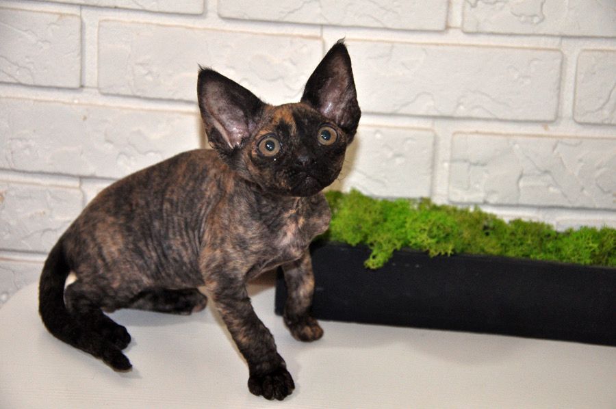 Wunderschöne Devon Rex Kätzchen