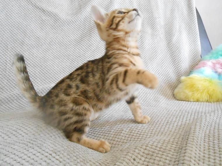 Wunderschöne Bengalkatzen