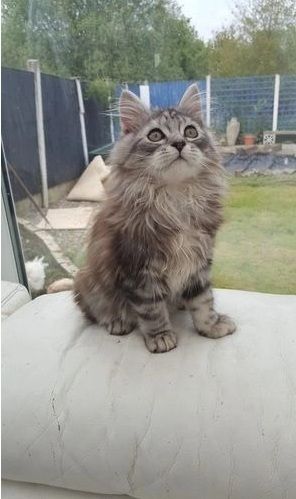 Maine Coon Kätzchen