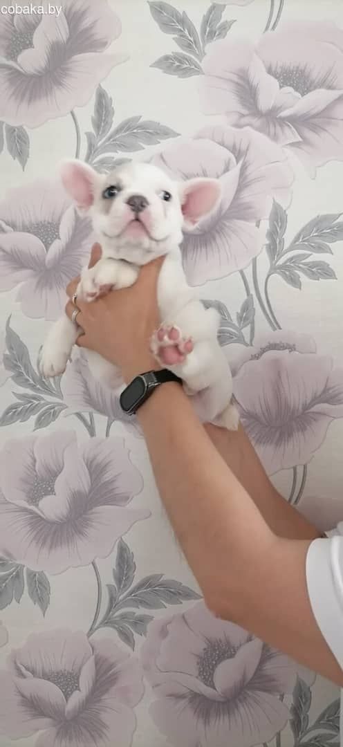 Französischen Bulldoggenwelpen