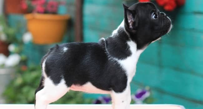intelligenten Französischen Bulldoggenwelpen