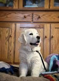 Golden Retriever Welpen zur Annahme