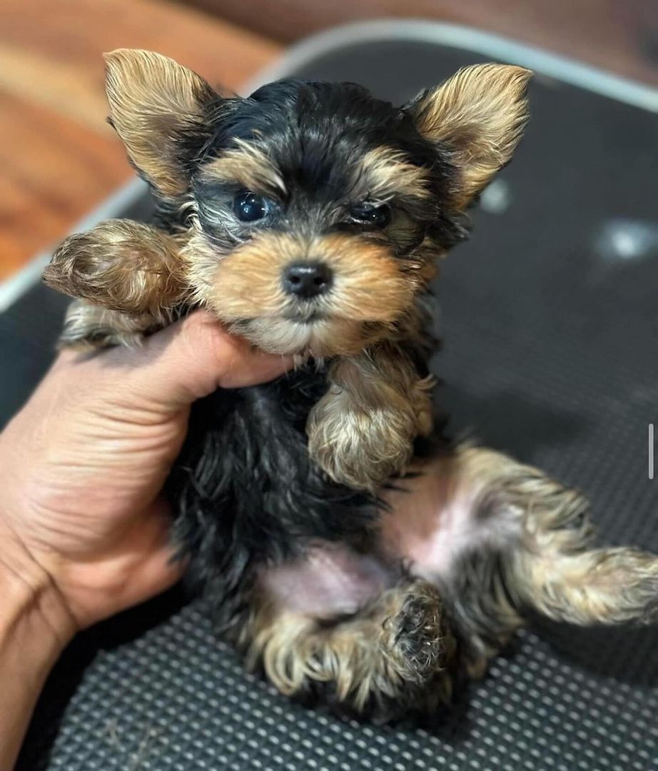 Yorkshire-Terrier Yorkshire-Terrier