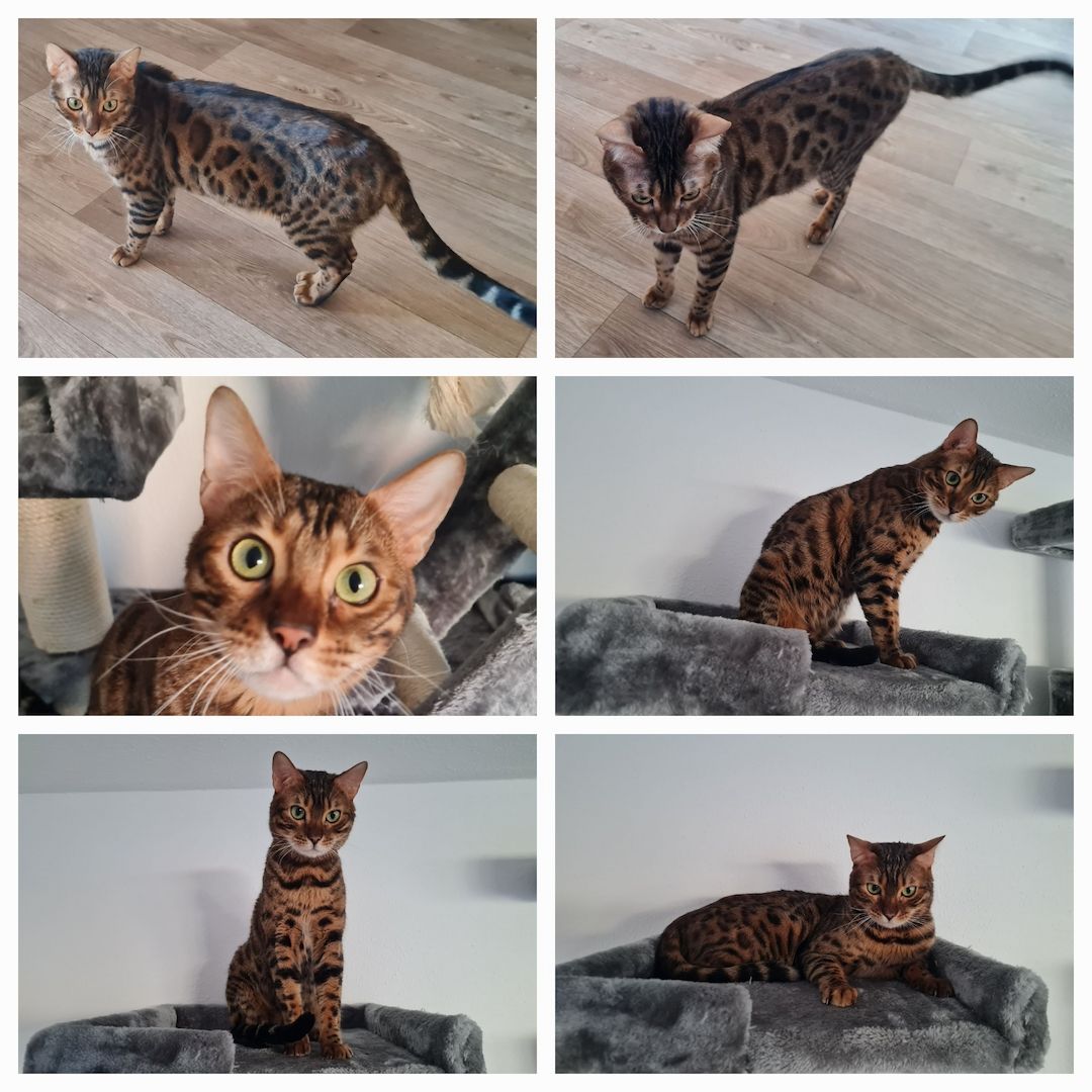 Bengalkater Leo