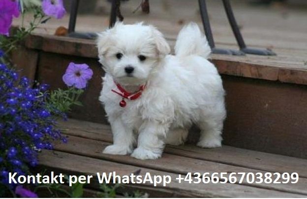 Süsse Reinrassige Malteser welpen