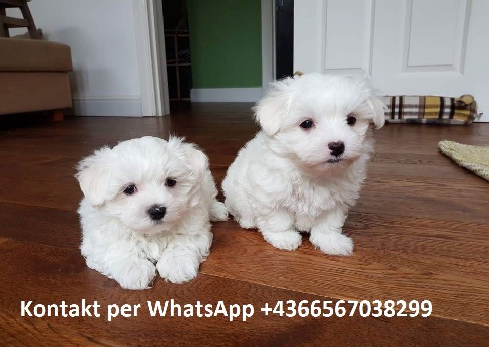 Schöne Malteserwelpen (KOSTENLOS)