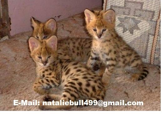 Savannah f4, f5, f6 Kätzchen verfügbar