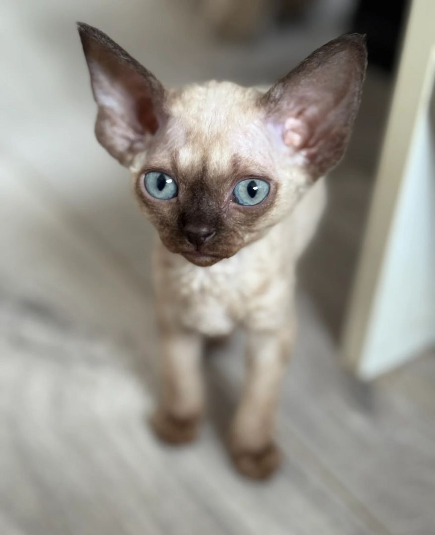 Devon Rex Kätzchen