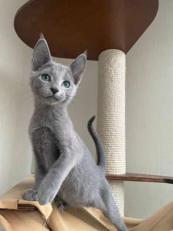 Russisch Blau Kätzchen