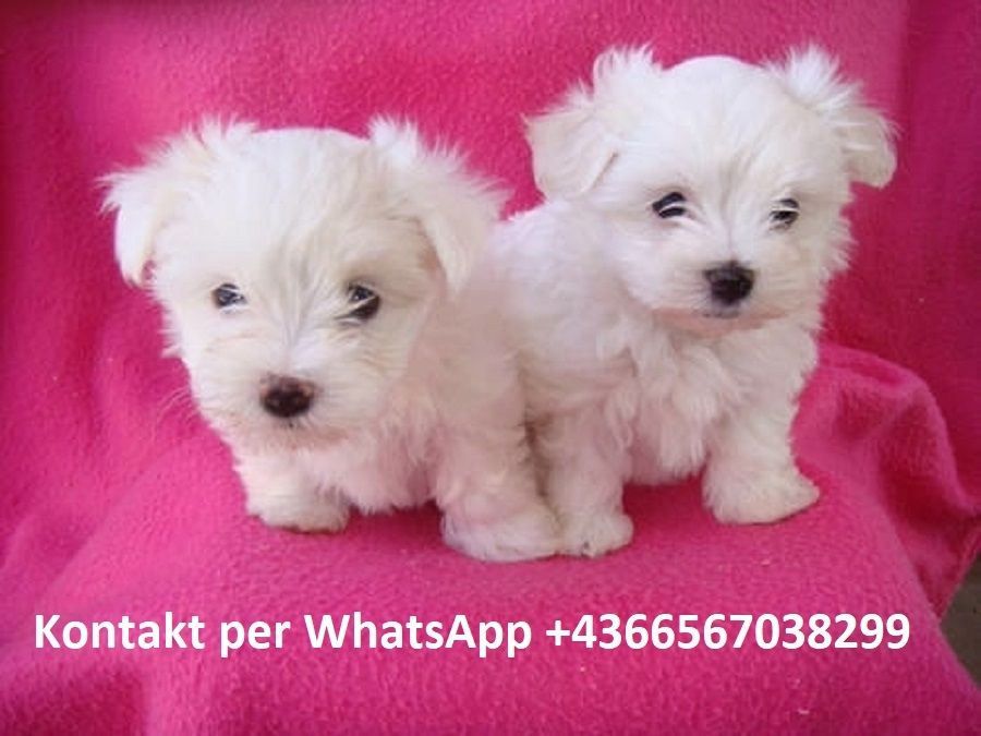 KOSTENLOS  Süße Mini Malteser Welpen