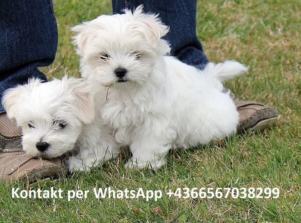 Entzückender Malteser welpen (KOSTENLOS )