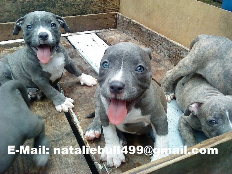 American Blue-Line Pit Bull Terrier Welpen ,